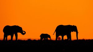 Auteur/autrice de l’image